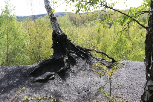 Birch on black mining waste tip  