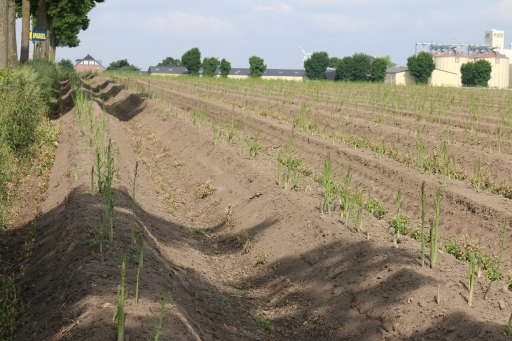 Field with asparagus